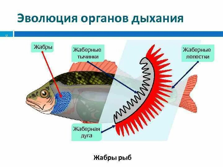 Как дышат рыбы в воде. Система органов дыхания рыб. Дыхательная система система рыб. Дыхательная система рыб схема. Дыхательная система рыб 7 класс.