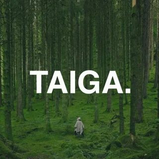 Бескрайняя тайга 1 час