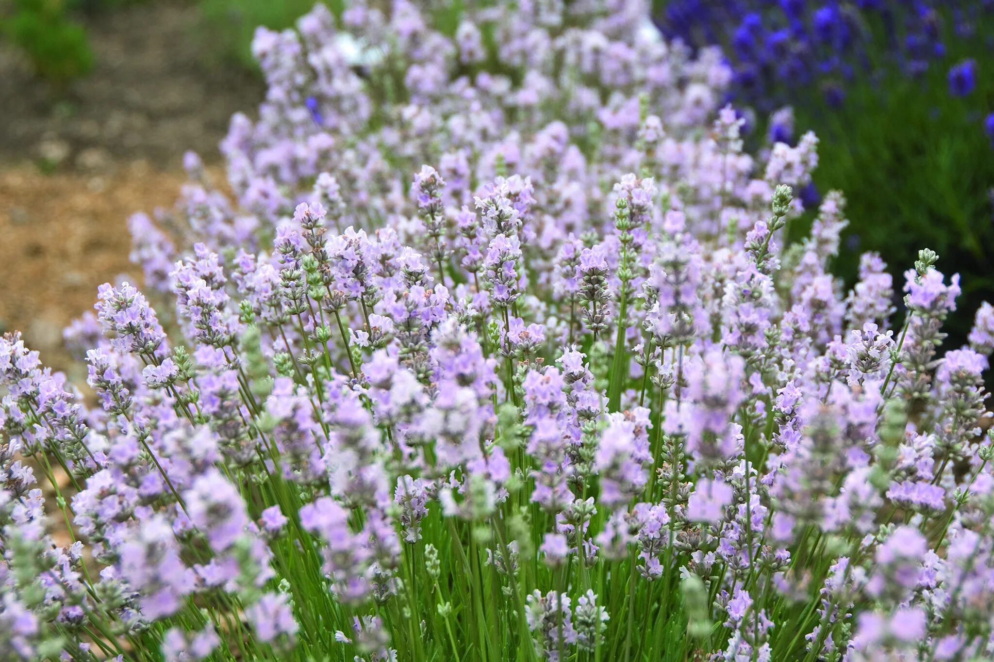 Compact, extremely fragrant with upright pale pink flowers, Lavandula angustifol