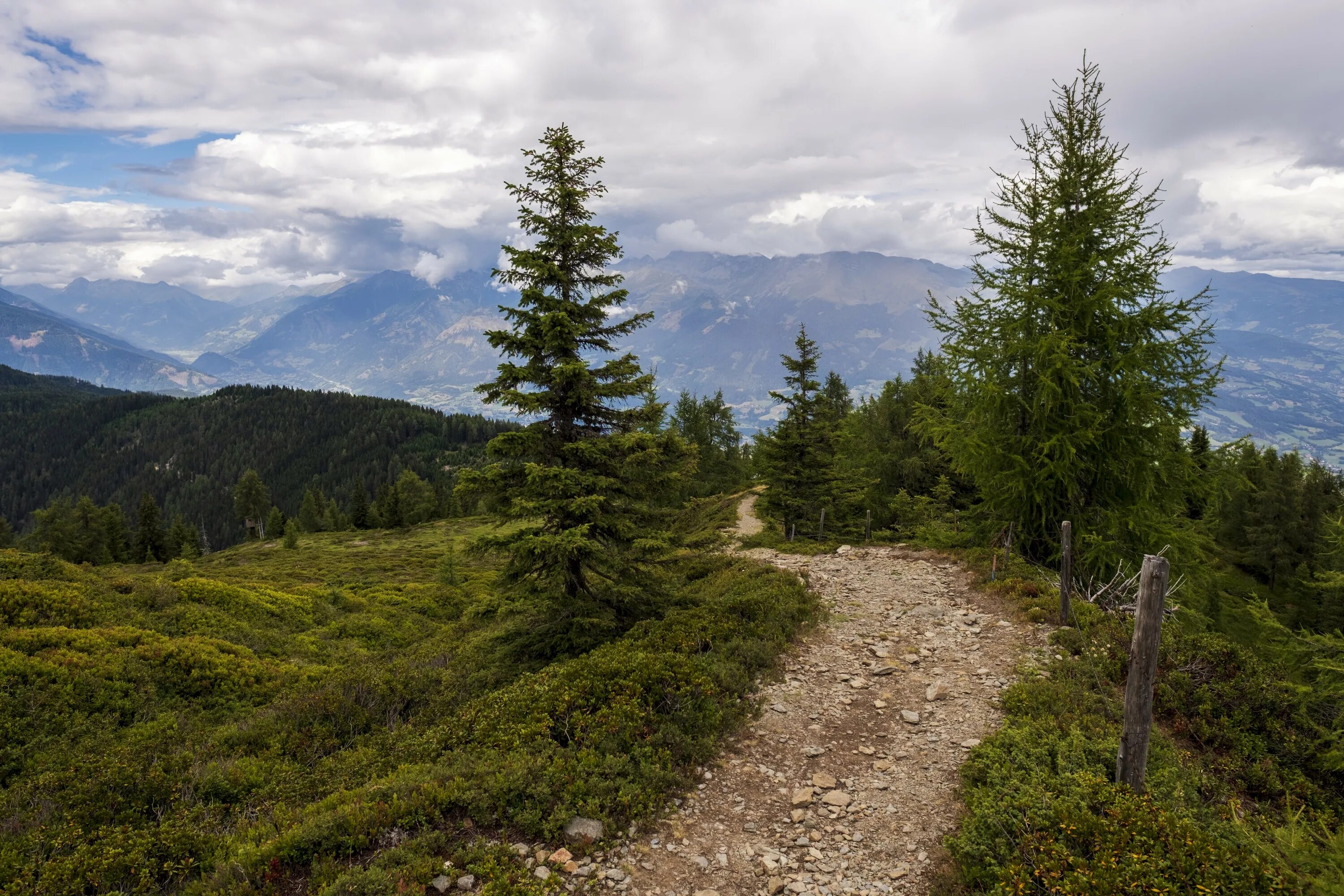 Forest gap
