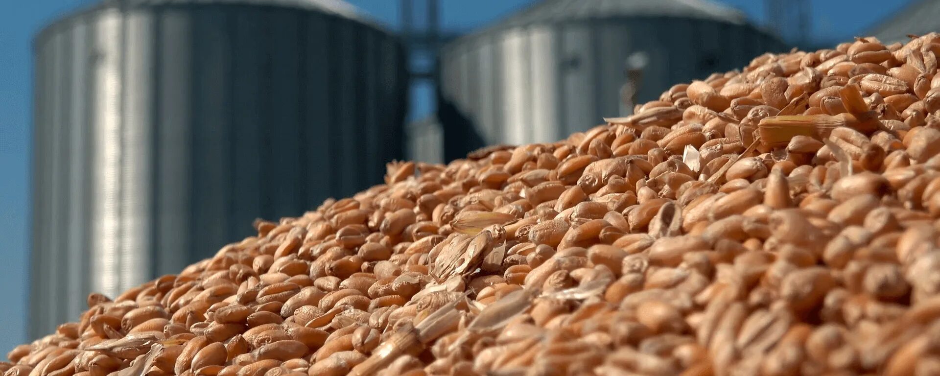 Пшеничные зерна в управление. Производство зерна. Экспорт зерна. Промышленность эстетика. Мешок с зерном.