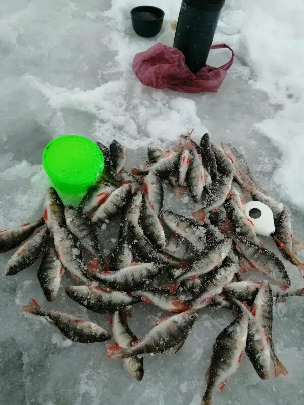 Клев на сегодня на реке