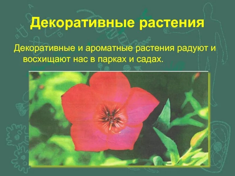Сообщение о декоративном растении. Декоративные растения биология. сообщение на тему декоративные растения. декоративные растения 5 класс.