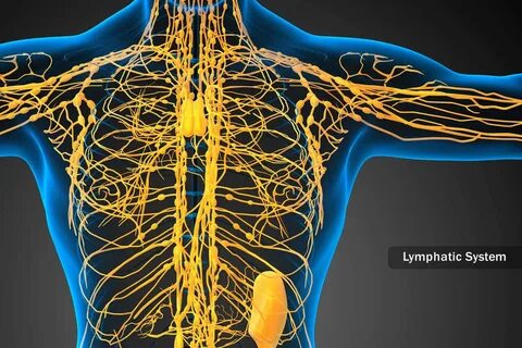 Lymph