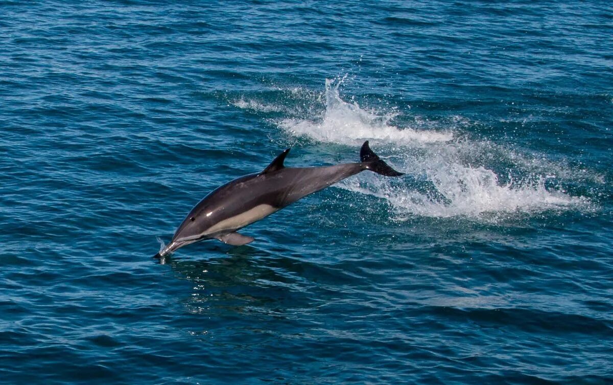 Someone Deliberately Shot and Killed a Dolphin and Her Unborn Calf - Let’s Act a