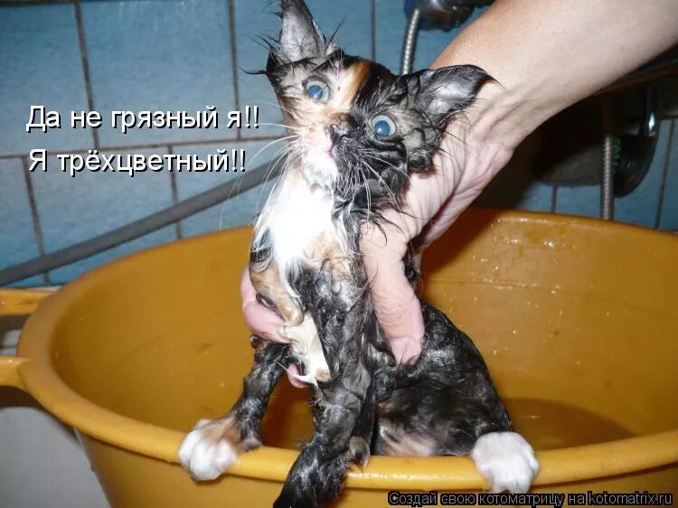 Иди помойся ты воняешь. Помытый кот смешной. Кот купается с прикольными надписями. Мытье котов приколы. Кошка мокрая смешная.