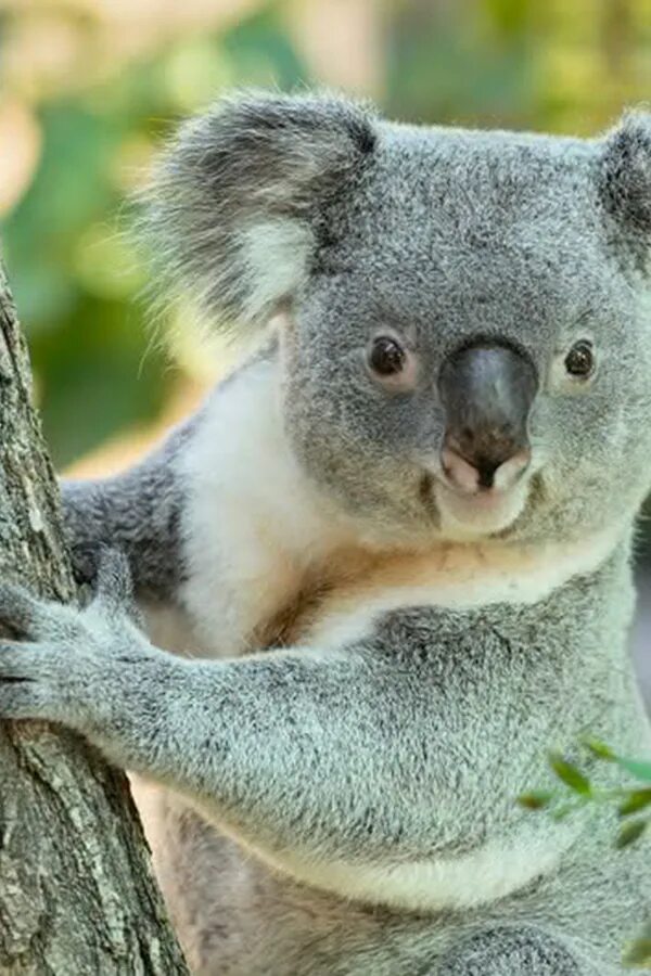 Хвост коалы. Коала хвост. Коала фото. Хвост коалы фото. Добрая коала.