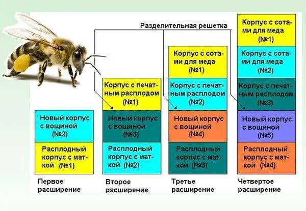 Схема развития пчелиной семьи. Характеристика пород пчел. Породы пчел таблица. Содержание пчел в многокорпусных ульях.