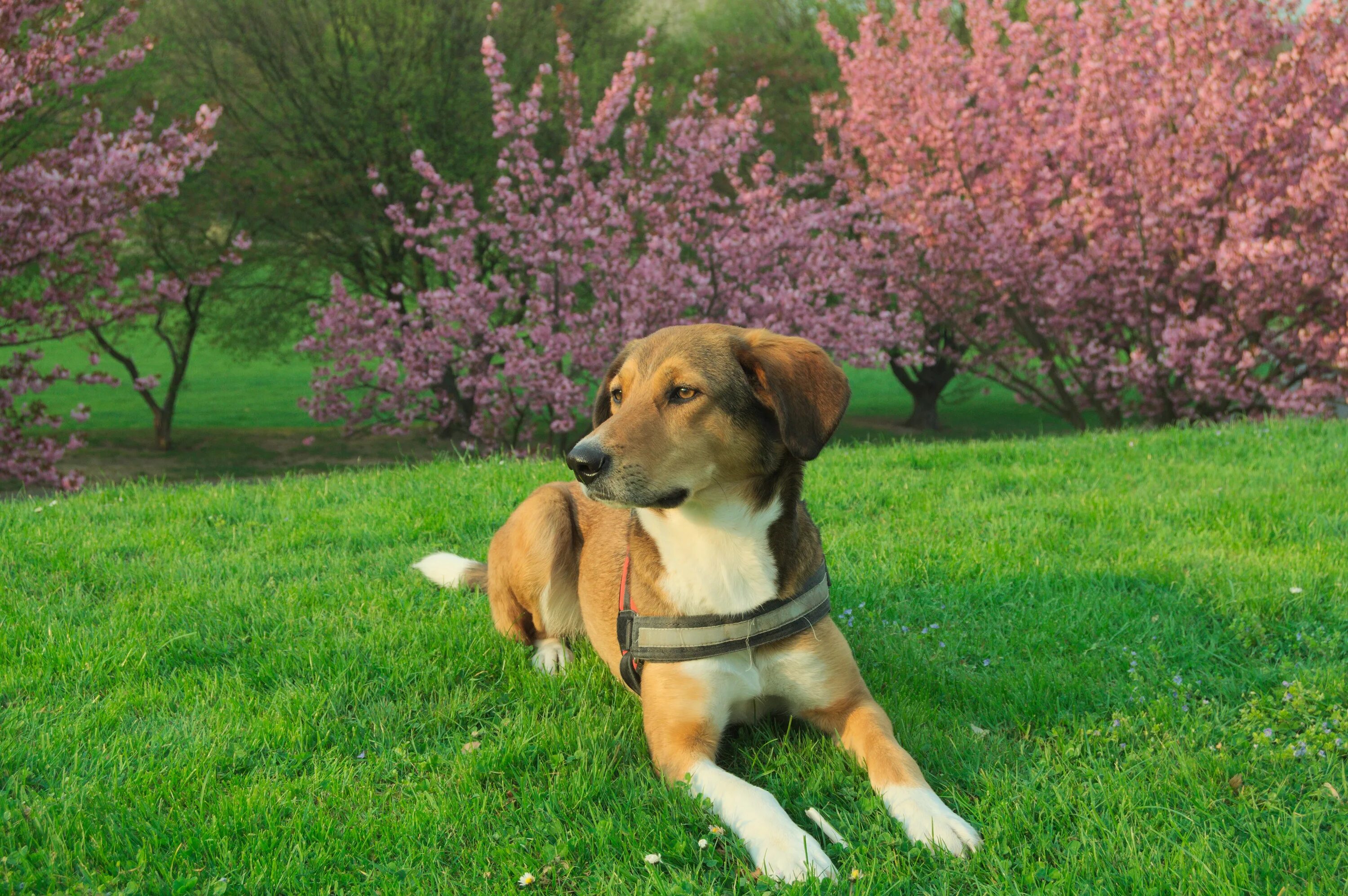 Домашняя собака. Собака на лужайке. Щенки на лужайке. Щенок в парке. The dog likes the park