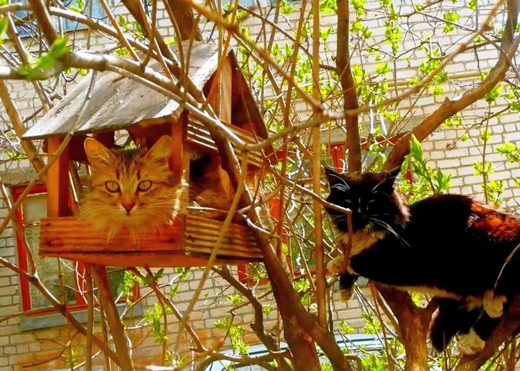 Кот живущий на дереве. Коты весной. кошки на дереве.
