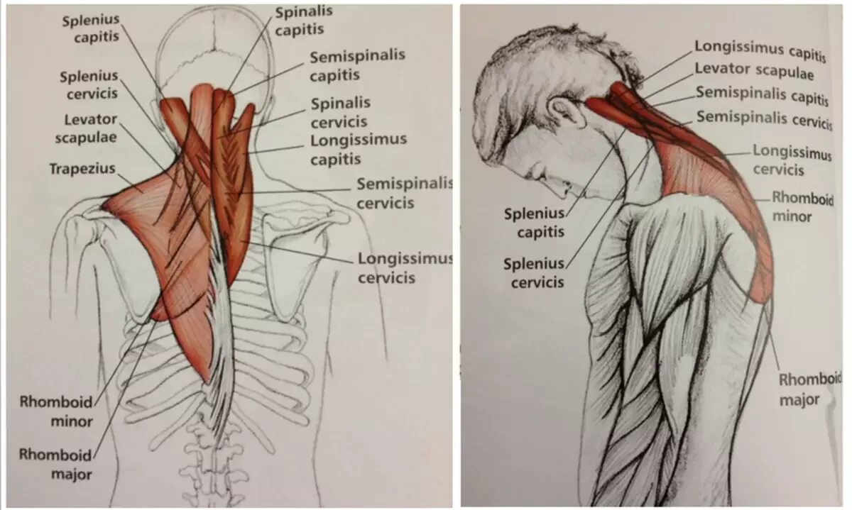 Затылок шею плечи. Разгибатели шеи мышцы анатомия. Упражнения для ременной мышцы головы и шеи. Упражнения на разгибатели шеи. Ременная мышца шеи упражнения.