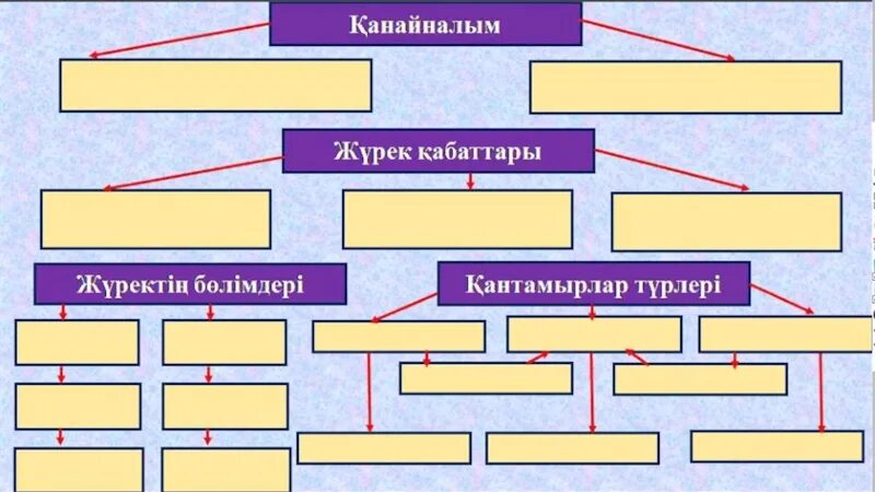 Кіші қан айналым шеңбері. Тезистің турлері слайд.