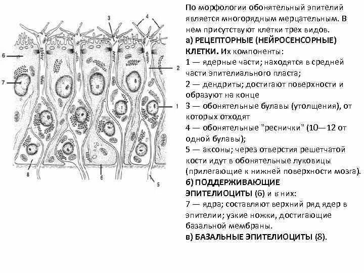 Опорные клетки обонятельного эпителия. Обонятельный эпителий схема. Схема строения обонятельного эпителия. Схема строения обонятельного эпителия собаки. Медицинский препарат проникает в клетки мерцательного