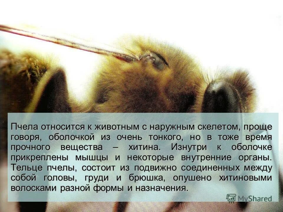 Куда пчелы собирают пыльцу. Пчела медоносная относится. Пчела относится к животным. Роль в природе насекомых перепончатокрылые. Пчела относится к животным.