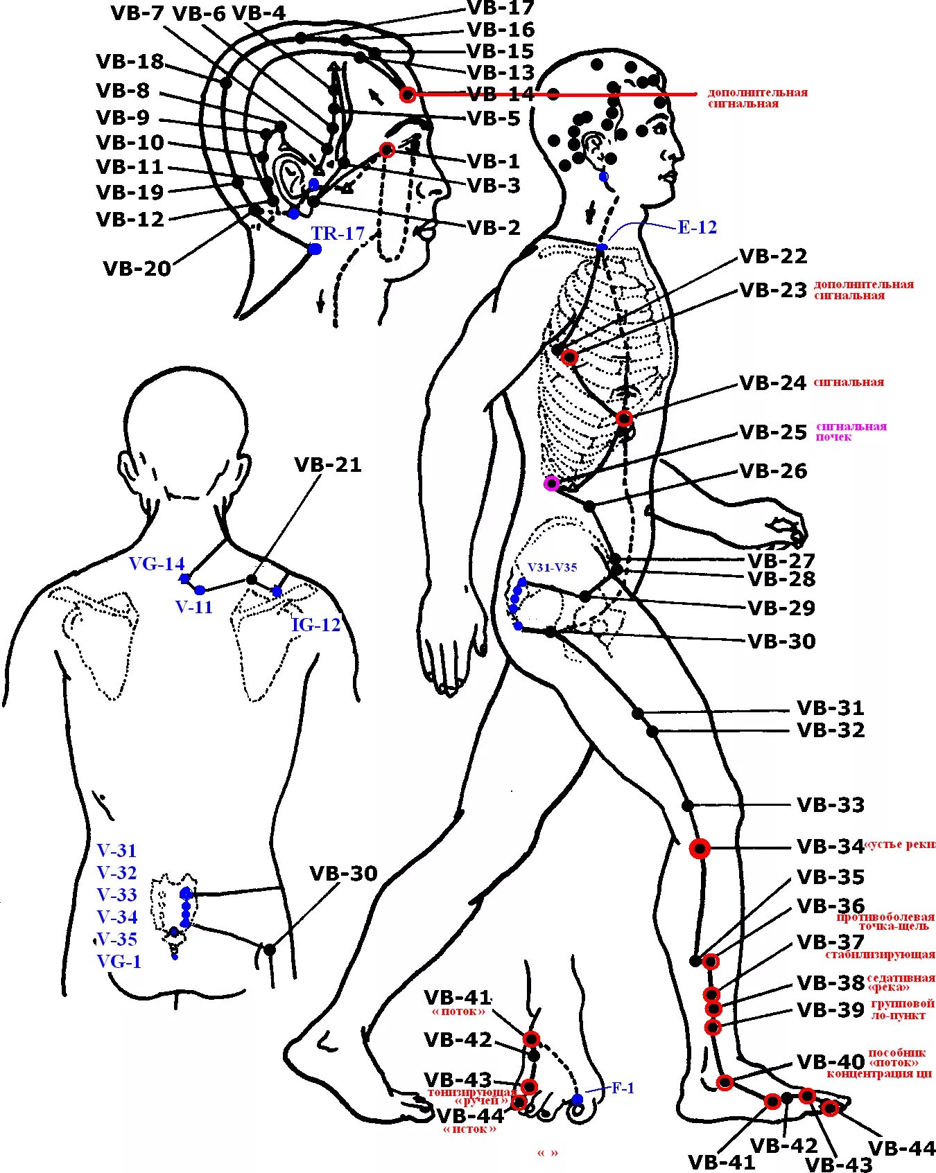 Названия точек человека. Меридиан желчного пузыря в китайской медицине. Меридиан желчного пузыря gb20. Меридиан желчного пузыря схема. Меридиан желчного пузыря точки расположения.