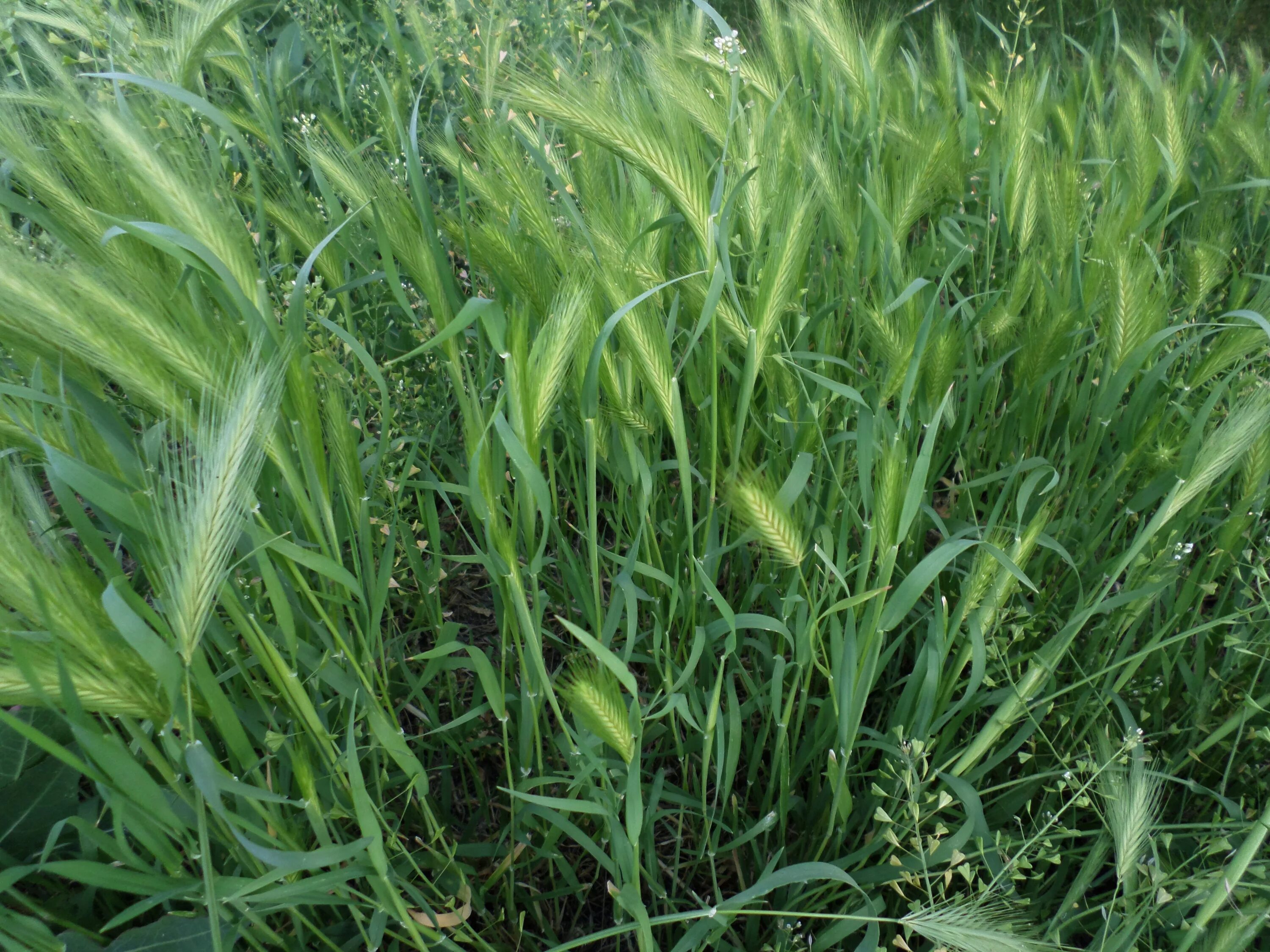 Лисохвост луговой (alopecurus pratensis). Дикие злаки подмосковья. Зубровка злак. Дикие злаки крыма. Как называется колосок.