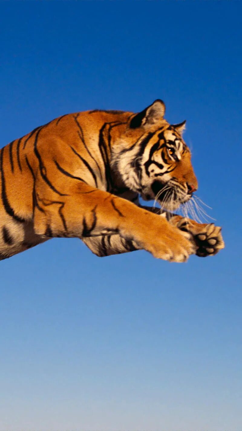 Sky tiger. Sky tiger