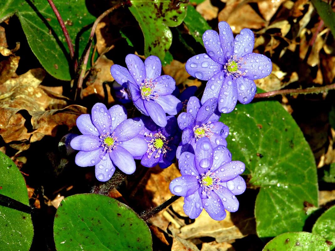 Цветок печеночница благородная. Печеночница благородная (hepatica Nobilis). Печёночница обыкновенная растение. Первоцветы печеночница благородная.