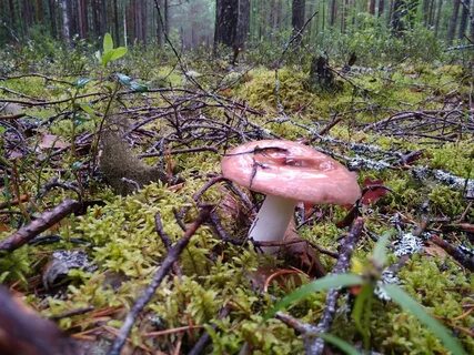 Погода грибное ленинградская область