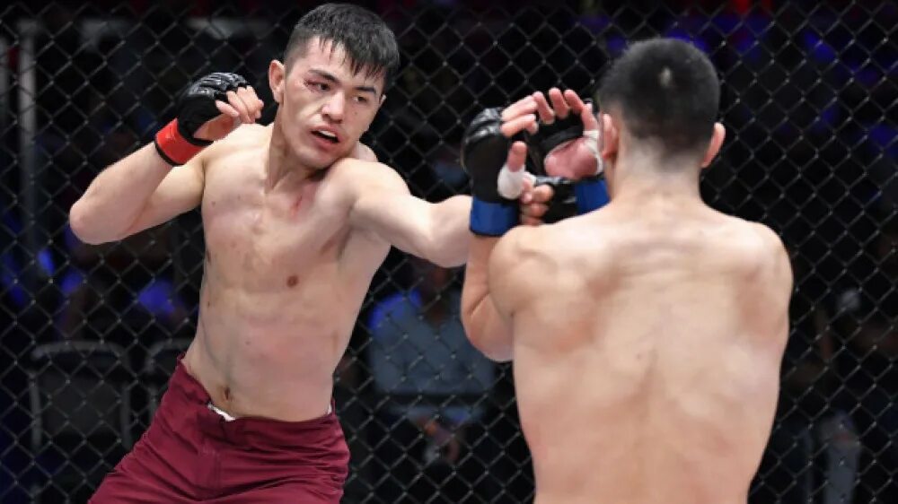 Бойцы из борзи. Телосложение рукопашника. Бойцы мма мужчины. Турнир по боксу монголия. Данаа батгэрэл.