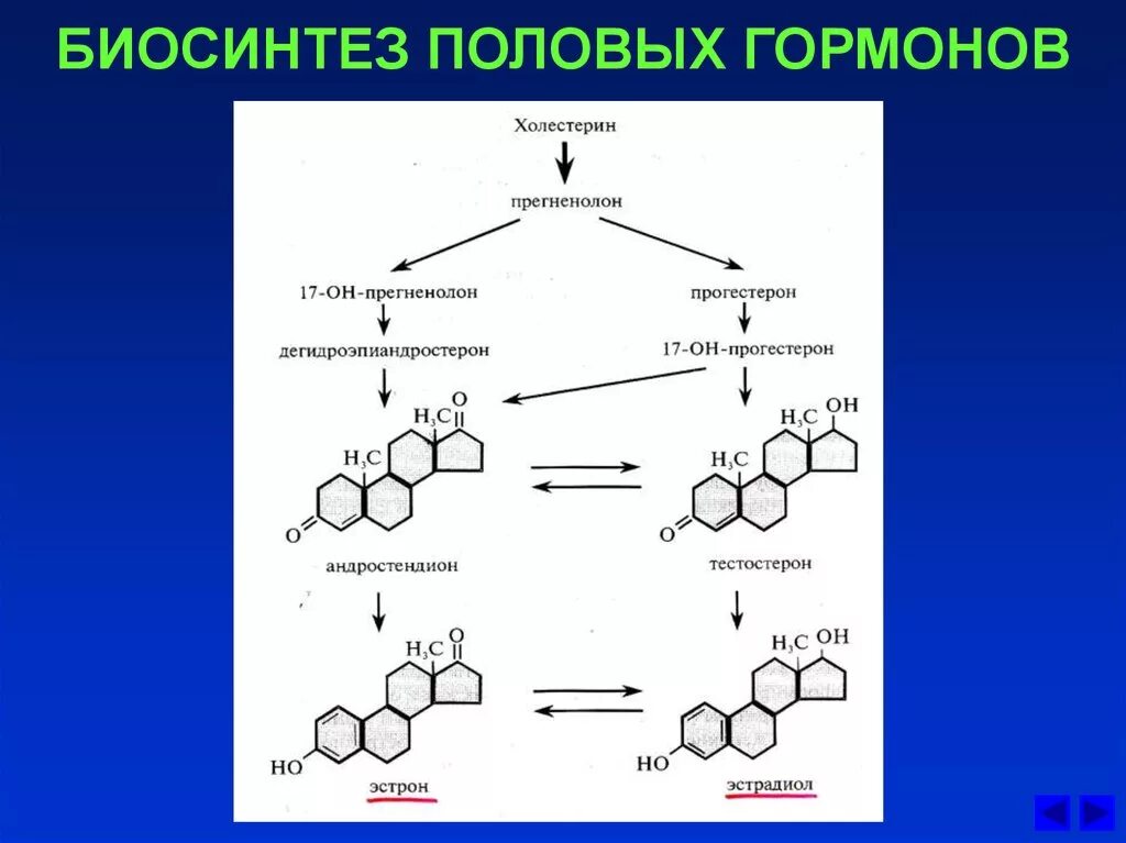 Ферменты пол. Схема синтеза стероидных гормонов биохимия. Схема синтеза стероидных гормонов. Синтез тестостерона схема. Синтез половых гормонов биохимия.