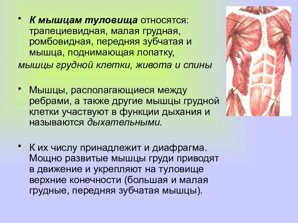 Перечислить мышцы. Мышцы туловища. мышцы спины и живота анатомия. мышцы груди и спины кратко. мышцы туловища кратко.