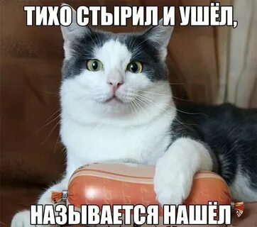 Коты мемы с надписями до слез