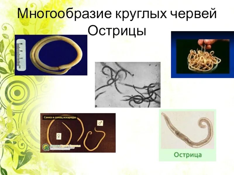 Представители круглых. Тип круглые черви 7 класс биология. тип круглые черви черви 7 класс биология. тип круглых червей 7 класс. тип круглые черви класс нематоды 7 класс.