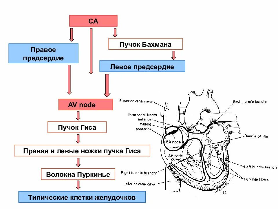 Волокна Пуркинье физиология. Пучок Гиса и волокна Пуркинье. Строение сердца нормальная физиология. Функция предсердий физиология. Характеристика правого предсердия
