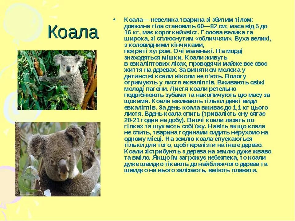 Какой тип развития характерен для коалы. Коала описание. Рассказ про коалу. Коала презентация. Коала краткое сообщение.