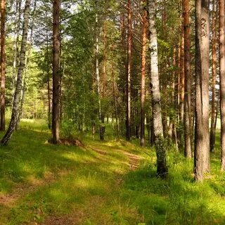 Лес он какой