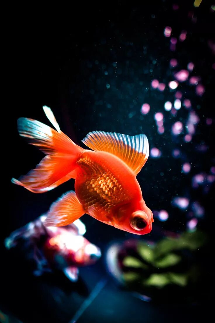 Pets fish. Аквариумные рыбки Голдфиш. Красивые рыбы. Золотая рыбка. Золотая рыбка аквариумная.