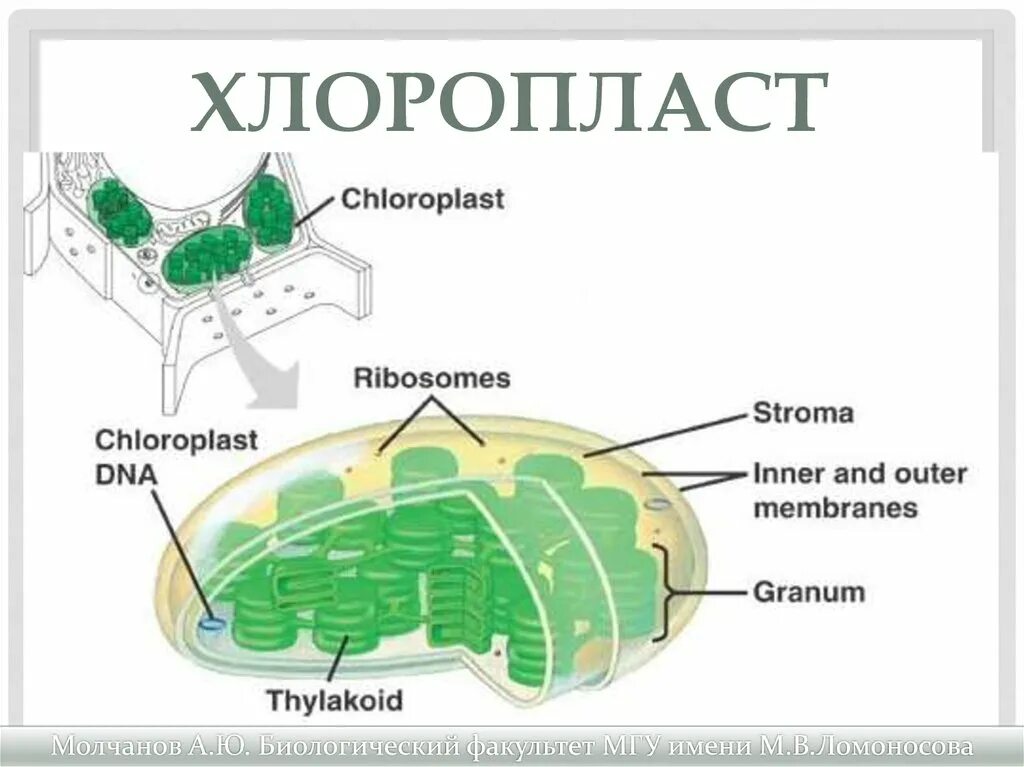 Компонентов хлоропластов. Строение хлоропласта. Внутреннее строение хлоропласта. Хлоропласт в живой клетке. Строение хлоропласта с подписями.