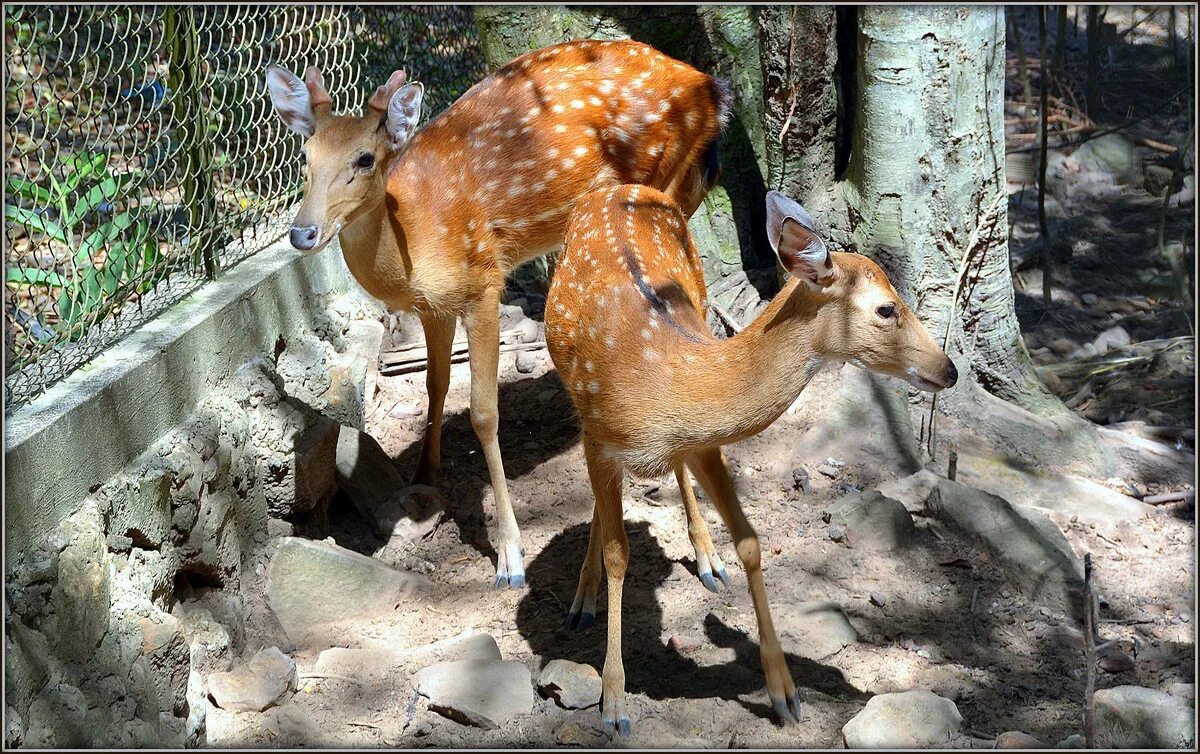 пятнистый олень в московском зоопарке. олененок в зоопарке. зоосад приамурский северный олень. пятнистый олень самка. челябинский зоопарк, челябинск.