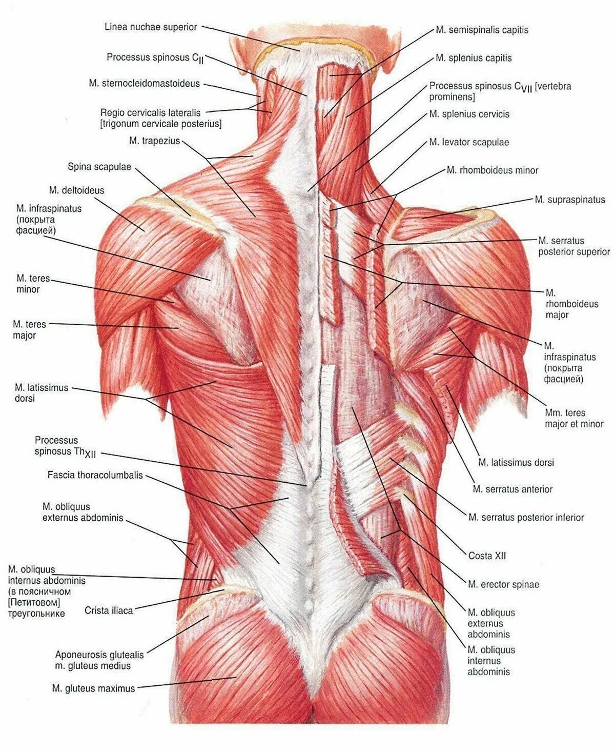 Атлас Неттера мышцы спины. Широчайшая мышца спины анатомия атлас. Поверхностные мышцы спины анатомия человека.