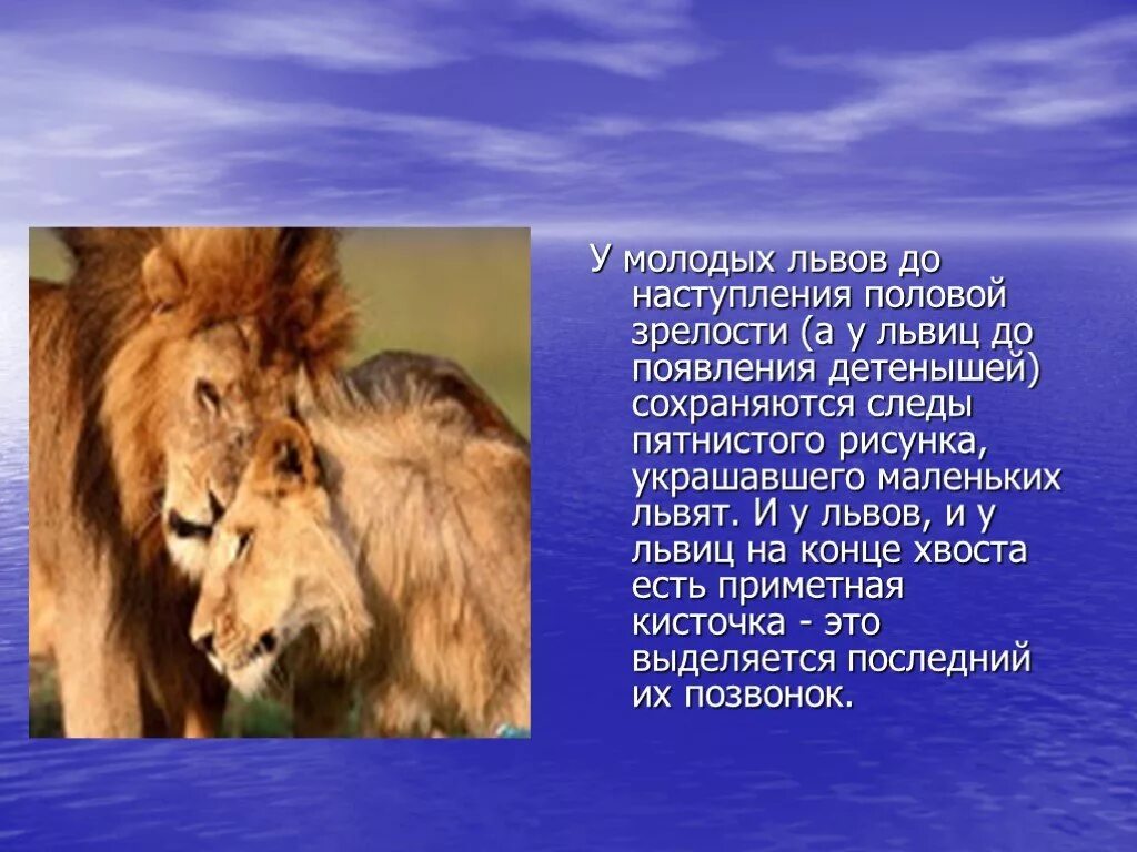 Презентация на тему львы. Лев для презентации. Рассказ про Львов. Доклад про Льва. Информация про львов