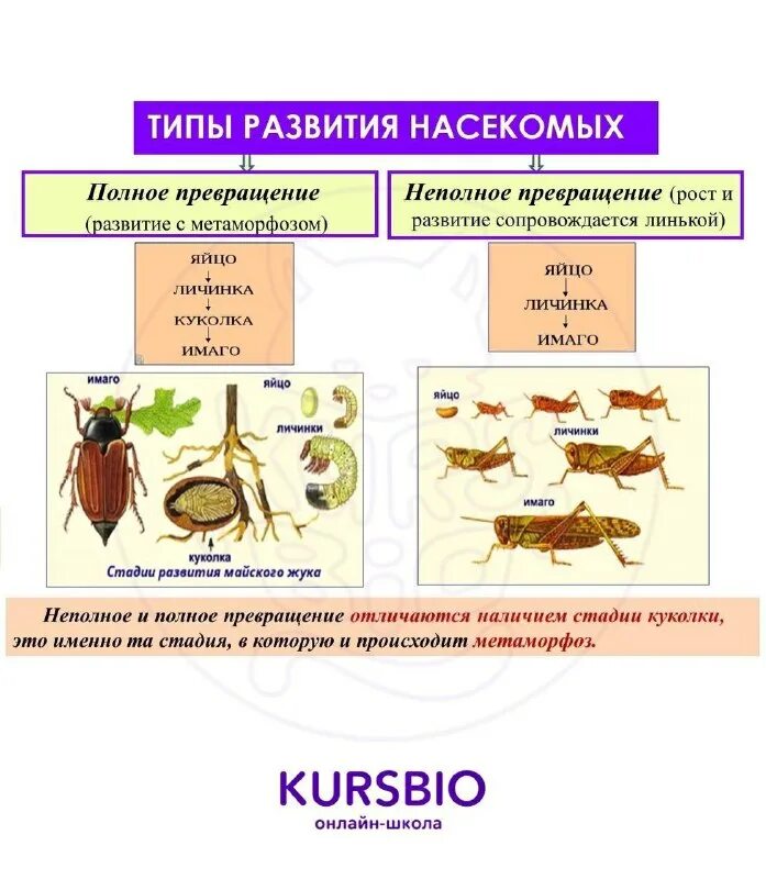 Размножение насекомых схема. Рассмотрите коллекции развитие насекомых определите какие. Развитие без превращения стадии. Схема развития насекомых. Рассмотрите коллекции развитие насекомых определите какие.