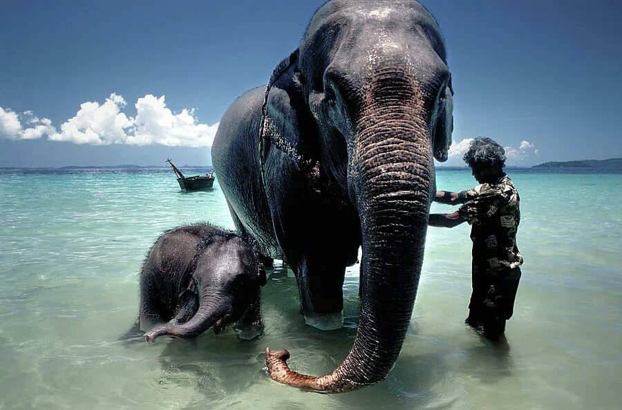 Elephant swim. Андаманские острова. Андаманские острова слон. Андаманские острова животные. Никобарские острова.