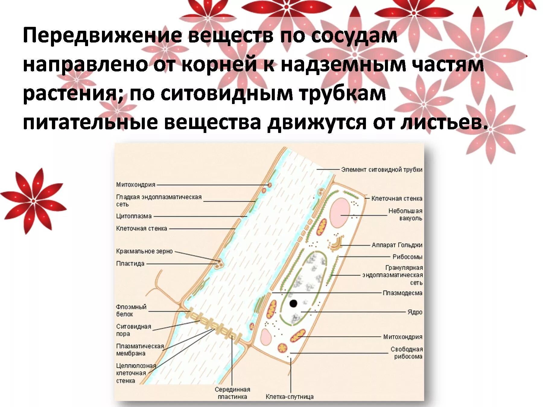 Транспорт веществ в организме растений. Схема передвижения веществ по растению. Транспорт питательных веществ в организмах. Передвижение веществ у растений. От листьев к корню органические вещества передвигаются