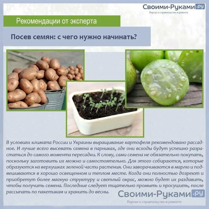 Картофель из семян выращивание в домашних. Семенное размножение картофеля. Семена картофеля на рассаду. Посеять семена картофеля. Картофельные семена для посадки.