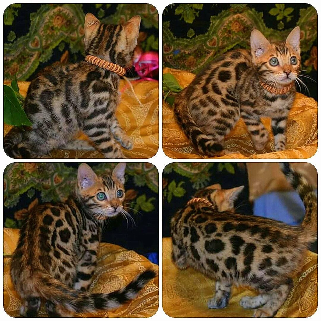 Рассмотрите фотографию кошки дикого окраса породы бенгальская. Бенгал окрас n24. Бенгал мраморный табби. Бенгальская кошка окрас п24. Блю табби Бенгальская кошка.