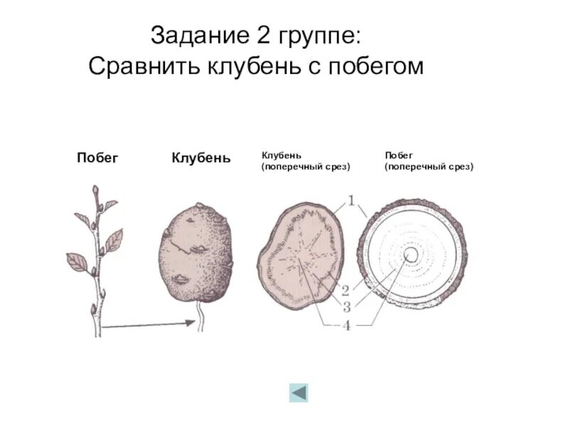 Зарисуйте срезы. Строение клубня картофеля в разрезе. Клубень картофеля в разрезе рисунок. Поперечное строение клубня картофеля. Строение среза картофеля.