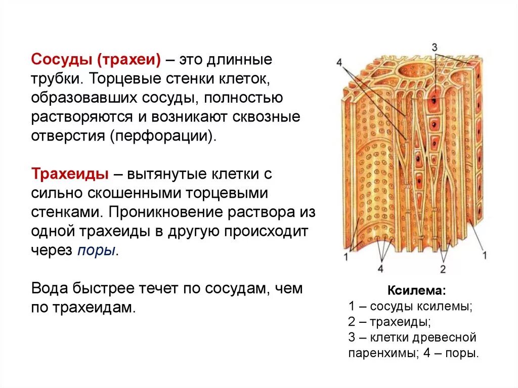 Луб состоит из мертвых клеток. Ксилема трахеиды и трахеи. Трахеиды Проводящая ткань. Трахеиды в ксилеме у голосеменных. Проводящие ткани сосуды трахеиды и ситовидные трубки.