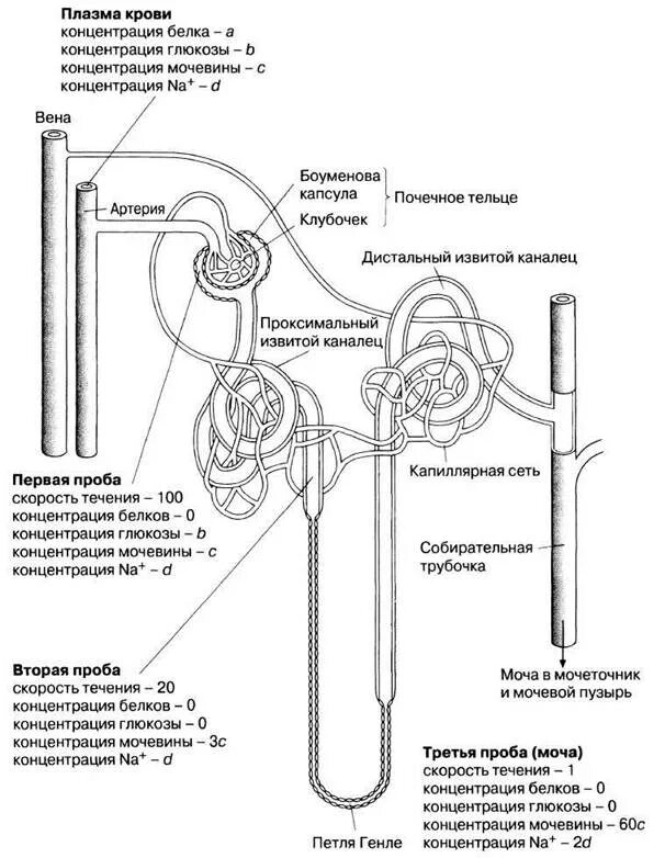 Проксимальный извитой каналец нефрона гистология. Строения нефрона почечное тельце проксимальный извитой каналец. Капсула нефрона и почечный каналец. Схема строения нефрона почки. Белковые канальцы