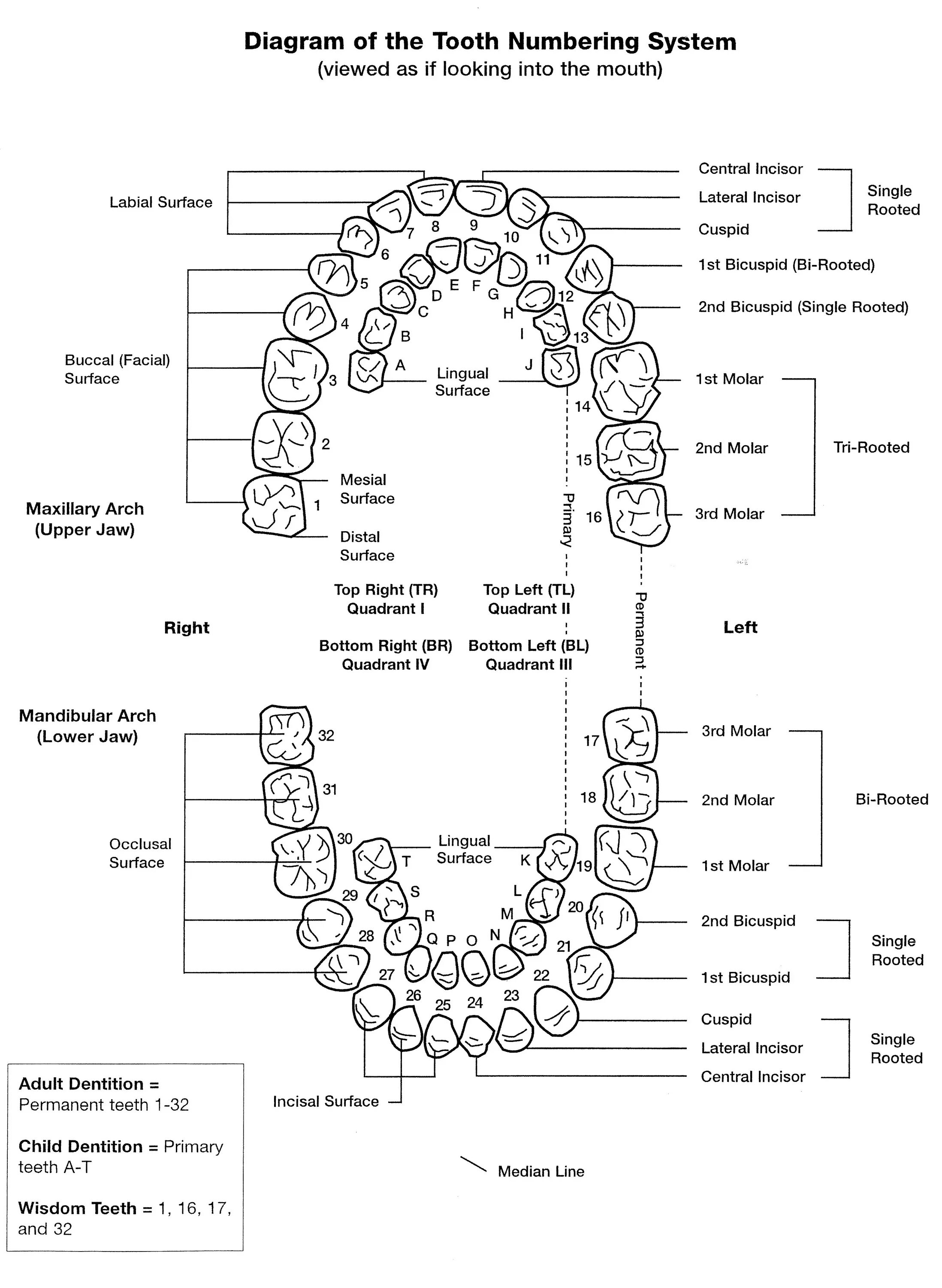 Названия зубов человека. Схема нумерации зубов у взрослого человека. Нумерация зубов в стоматологии схема у взрослых. Нумерация зубов в стоматологии схема у детей. Схема зубов человека с нумерацией стоматологии.
