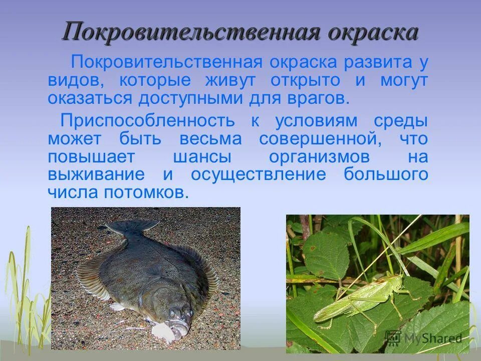 Возникновение покровительственной окраски у куропатки можно объяснить