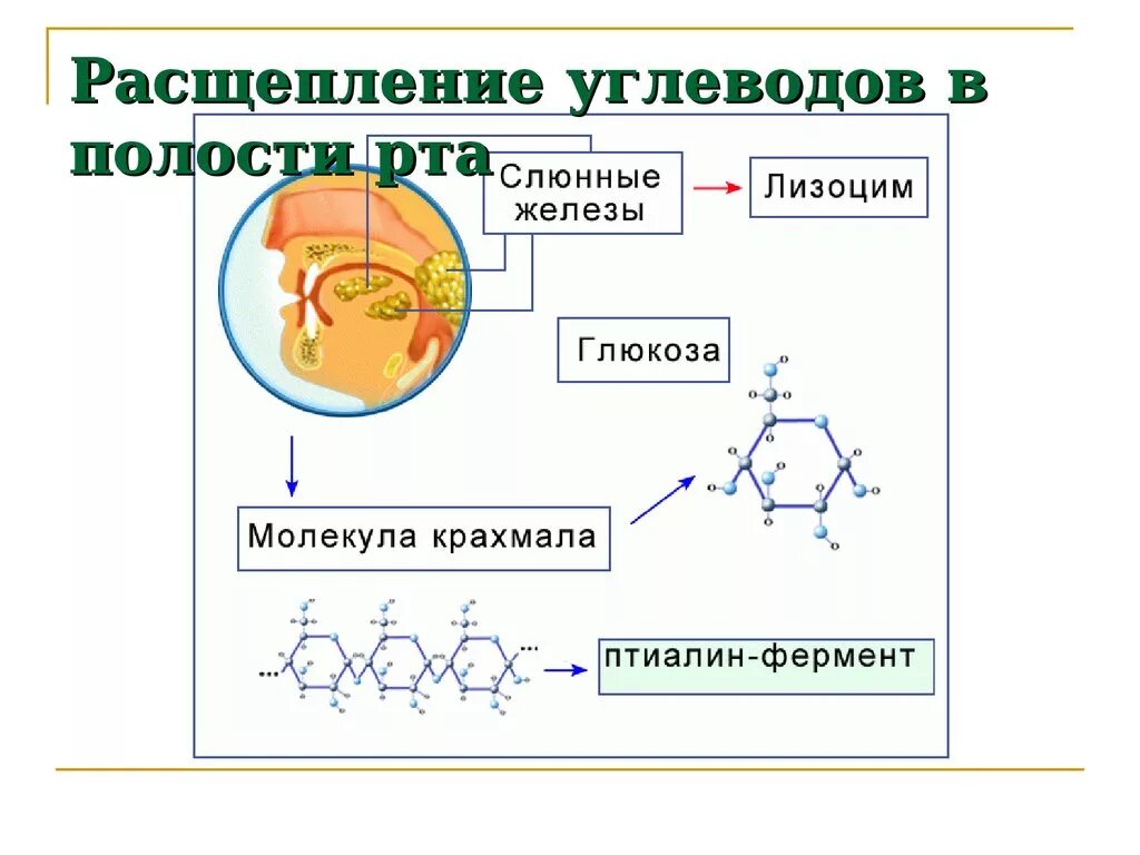 В каком отделе начинается расщепление углеводов. Расщепление углеводов в ротовой полости. углеводы расщепляются в ротовой полости. схема расщепления углеводов. распад углеводов.