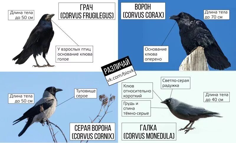 Ворон и ворона размеры. Врановые птицы. врановые птицы классификация. ворон семейство врановых.
