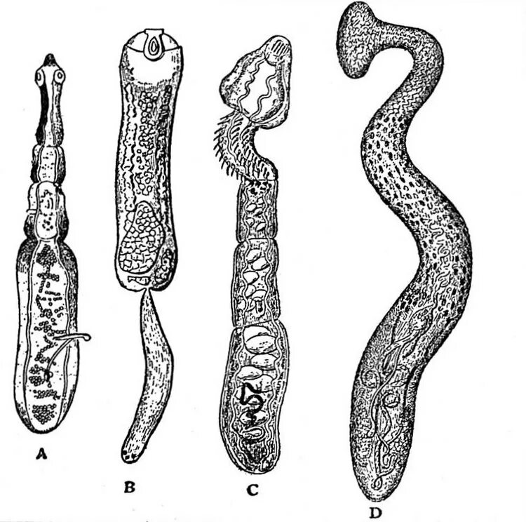 Личинки лентеца. Строение личинок цестод. Caryophyllaeus laticeps. Личинки гельминт цестод.