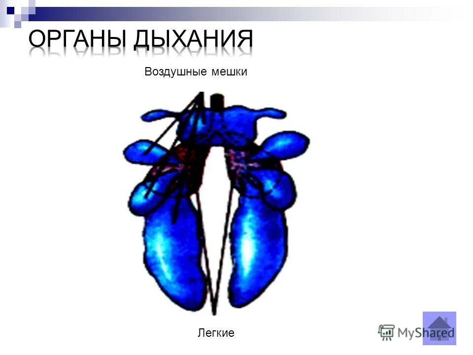 Задание с рисунком егэ биология 2023 про корень. 71 по биологии егэ. Легочный мешочек 6. Легочные мешки у паукообразных. Пузырьки воздуха в легких.